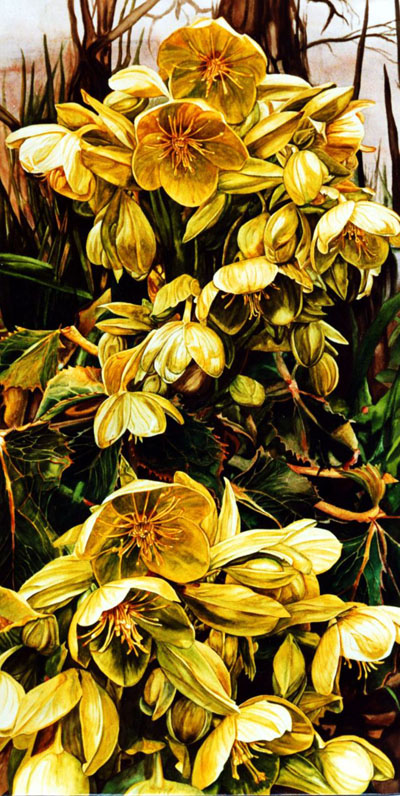 Ref.04: Corsican Hellebore